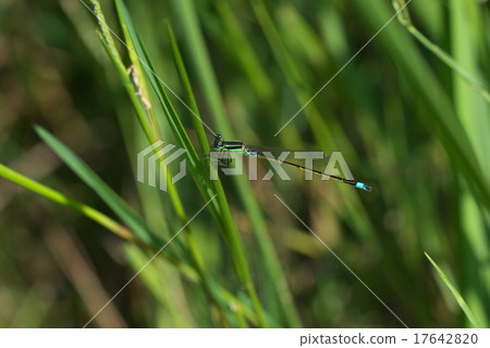 Ao montitonbo（男） 17642820