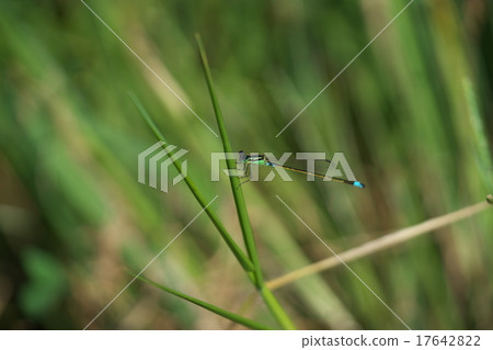 Ao montitonbo（男） 17642822