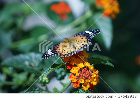 Rainbow Triphole with Tsunagoro Hyouton and Seven Change 17642918