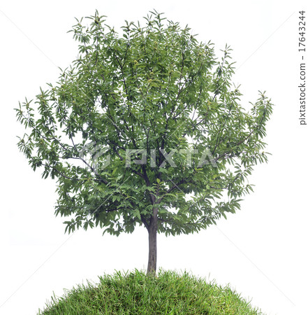 Chestnut Tree Cutout Chestnut Tree Cutout 17643244