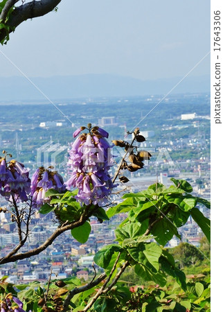 靜岡縣觀光景點·從沼津市的觀光台可以看到的市區的景色和花·蒼白紫色的垂直位置 靜岡縣觀光景點·從沼津市的觀光台可以看到的市區的景色和花·蒼白紫色的垂直位置 17643306