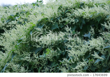 My name is Poisoning Pigeon. It is medicinal herb. 17643699