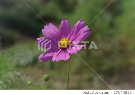 Cosmos 17643832
