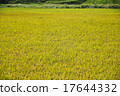 Golden autumn 17644332