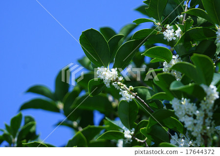 我的名字是Hiroshige Oya，Holly Mochsei。 17644372