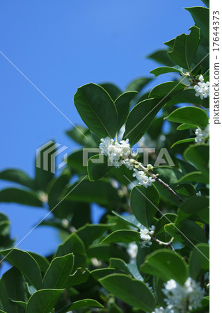 My name is Hiroshige Oya, Holly Mochsei. 17644373