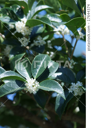 我的名字是Hiroshige Oya,Holly Mochsei。 我的名字是Hiroshige Oya,Holly Mochsei。 17644374