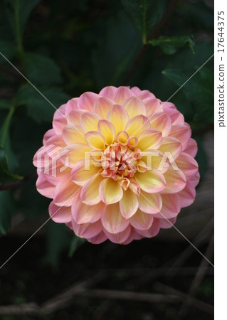 Dahlia Oshina 17644375