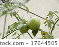 Tomato 17644505