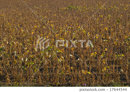 A fruitful red bean from Hokkaido Tokachi A fruitful red bean from Hokkaido Tokachi 17644544