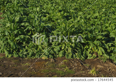 Sugar Beet from Hokkaido Tokachi (beat) Sugar Beet from Hokkaido Tokachi (beat) 17644545
