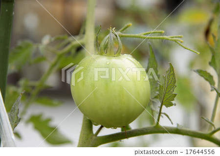 Tomato   17644556