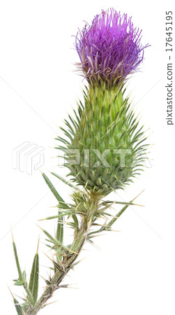 Burdock Cutout 17645195