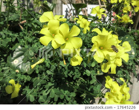 A bee trying to catch a yellow flower A bee trying to catch a yellow flower 17645226