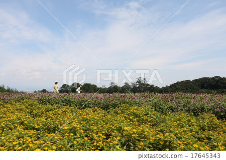 Honorable view Hana of flowers 17645343