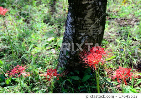 Celestial flowers Celestial flowers 17645512
