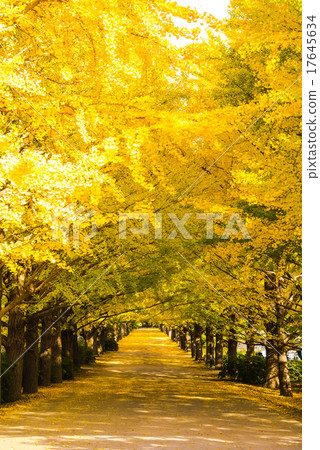 Showa Memorial Park Ginkgo bunka Namiki's way 17645634