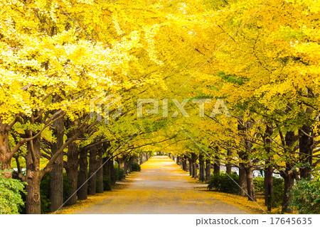 Showa Memorial Park Ginkgo bunka Namiki's way 17645635