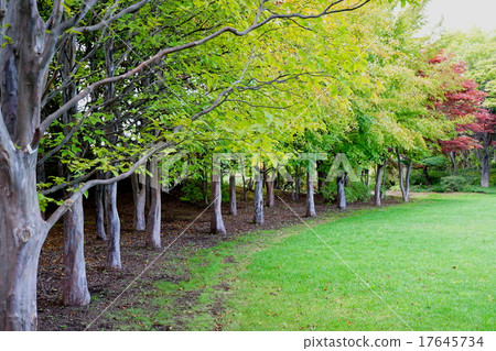 Nutskubi forest 17645734