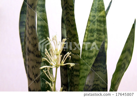 Rare flowers of Sansebelia (ornamental plants) Rare flowers of Sansebelia (ornamental plants) 17645807