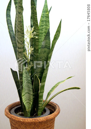 Rare flowers of Sansebelia (ornamental plants) Rare flowers of Sansebelia (ornamental plants) 17645808