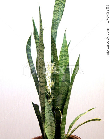 Rare flowers of Sansebelia (ornamental plants) 17645809