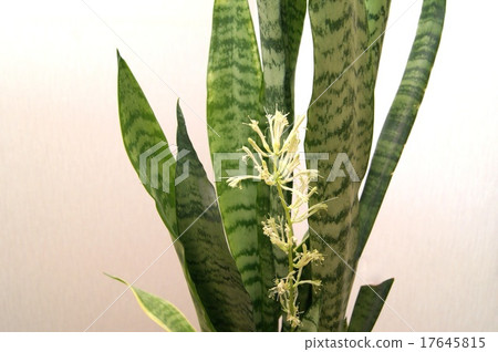 罕見的Sansebelia花(觀賞植物) 罕見的Sansebelia花(觀賞植物) 17645815