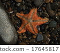 看見海星的海星 17645817