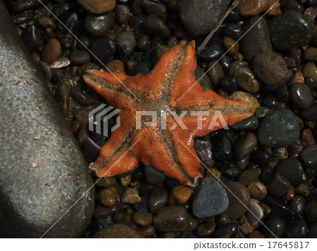 看見海星的海星 看見海星的海星 17645817