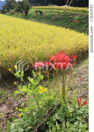 Satoyama的秋天Mino Nozawa  -  Higanboshi 17645935