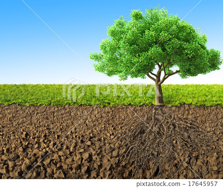 tree with roots 17645957