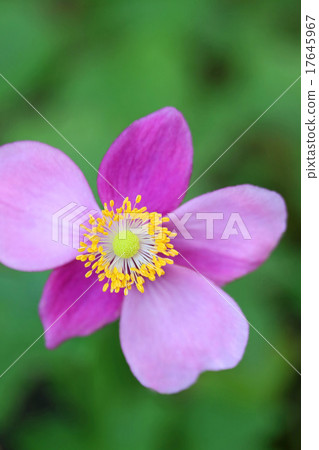 Pretty Shiki Chrysanthemum Pretty Shiki Chrysanthemum 17645967