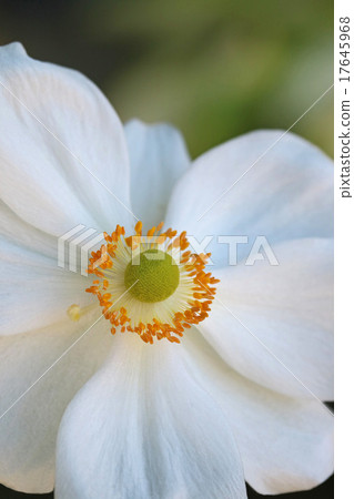 Elegant White Autumn Meikugu Elegant White Autumn Meikugu 17645968