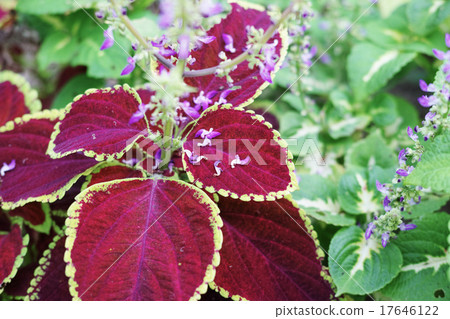錦紫蘇 錦紫蘇 17646122