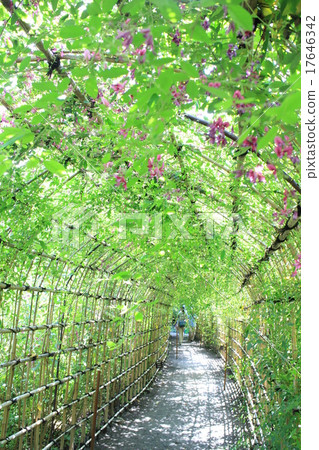 Hagi no Tunnel Hagi no Tunnel 17646342