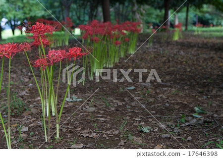 Cluster amaryllis Cluster amaryllis 17646398