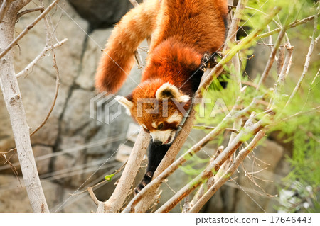 Red panda climbing on tree 17646443