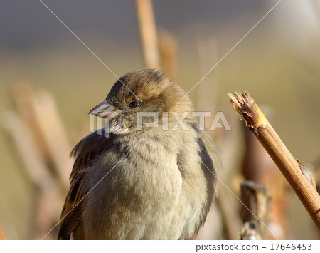 House Sparrow House Sparrow 17646453