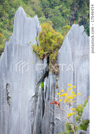 Limestone pinnacles at gunung mulu national park Limestone pinnacles at gunung mulu national park 17646454