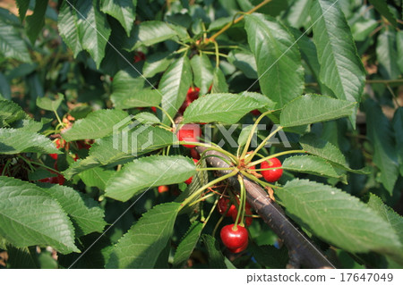 Cherry (Kofu City, Yamanashi Prefecture) 17647049