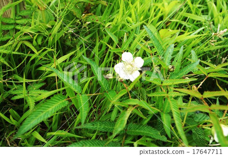 Flower of Yamano in early summer · Hakone The white flower of Naga bamboo strawberry blooming at the top of Komagatake mountain · Horizontal position Flower of Yamano in early summer · Hakone The white flower of Naga bamboo strawberry blooming at the top of Komagatake mountain · Horizontal position 17647711