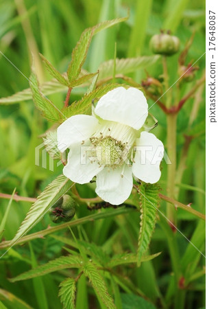 Flower of Yamano in early summer · Hakone white flower of Naga bamboo strawberry blooming at the summit of Mt. Komagatake Up · Vertical position from the side slightly Flower of Yamano in early summer · Hakone white flower of Naga bamboo strawberry blooming at the summit of Mt. Komagatake Up · Vertical position from the side slightly 17648087