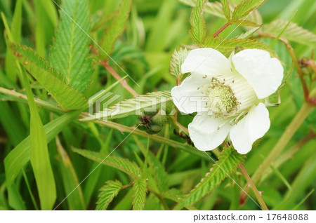 Flowers of Yamano in the early summer · Hakone Komagatake Naga bamboo flowers blooming at the top of the mountain White flower up · Slightly sideways from the side Flowers of Yamano in the early summer · Hakone Komagatake Naga bamboo flowers blooming at the top of the mountain White flower up · Slightly sideways from the side 17648088