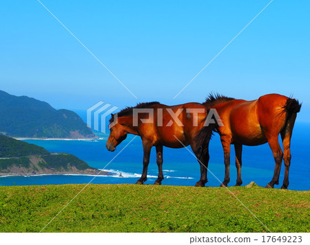 Cape horse 17649223
