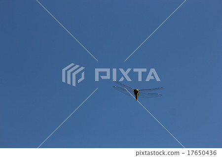 Uzbakitonbo fly 07 17650436