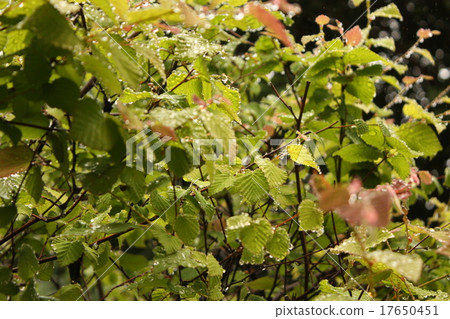 Leaves on a rainy day 17650451