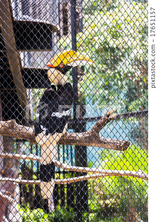Hornbill on branches inside cage in the zoo. 17651157