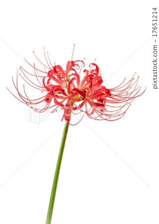 群集孤挺花 群集孤挺花 17651214