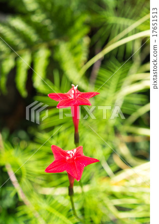 Lepinacea花 17651513