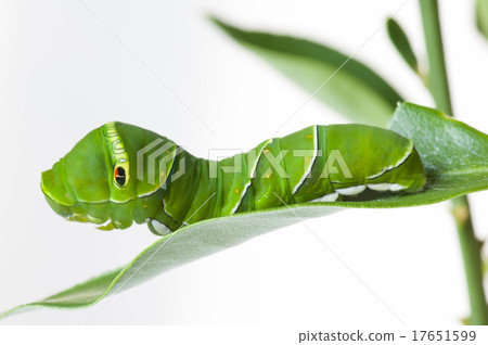 毛蟲 毛蟲 17651599